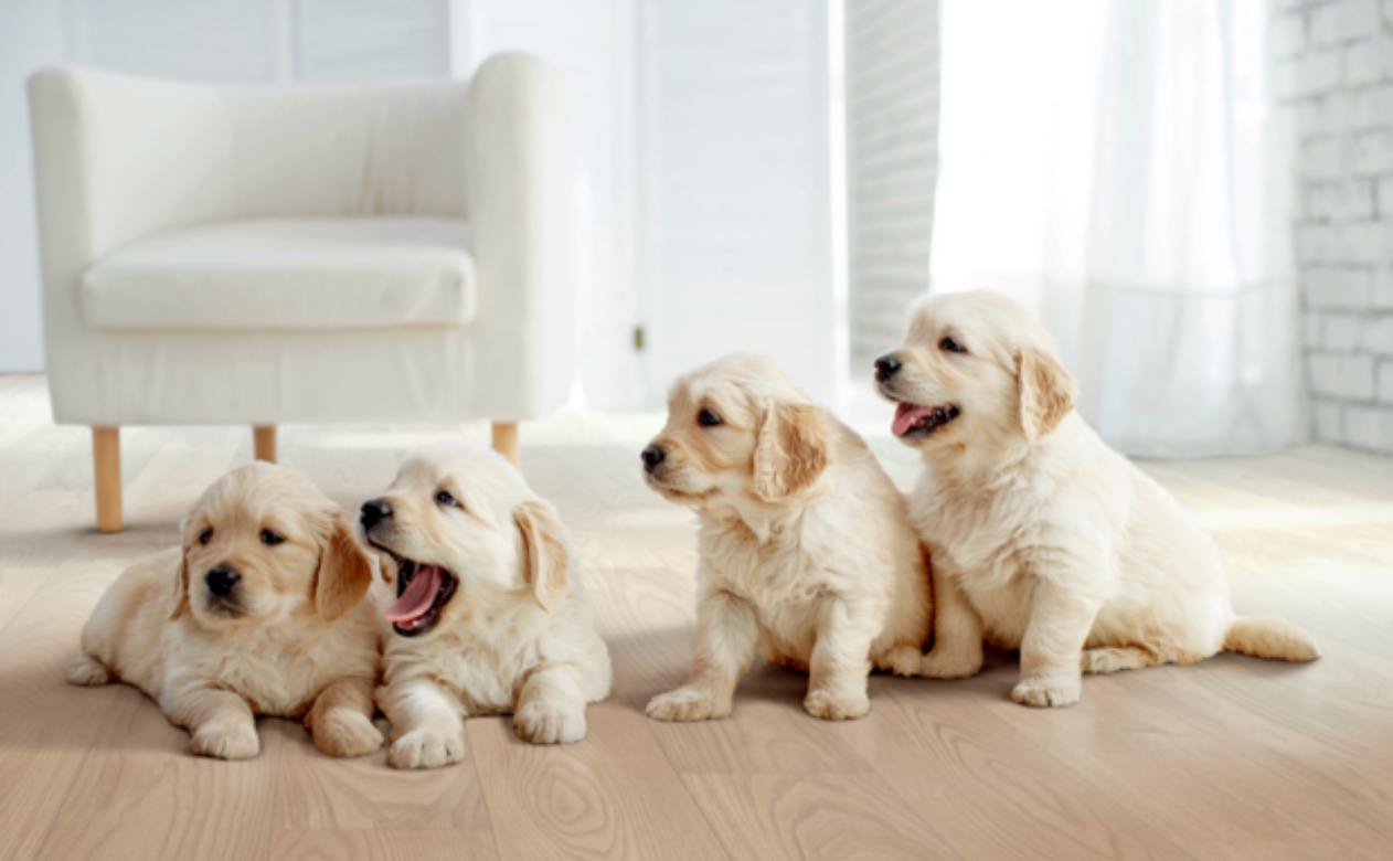 golden retriever puppies on wood look flooring in living room